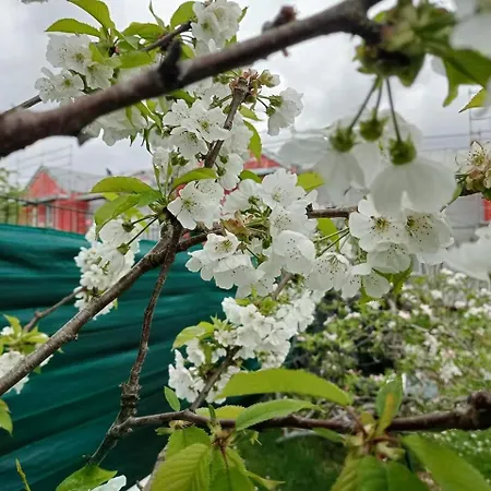 I38 Helianthe Maison Hlm Foyer Stephanais 38i Guest house