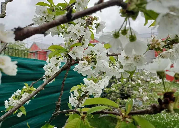 I38 Helianthe Maison Hlm Foyer Stephanais 38i 招待所